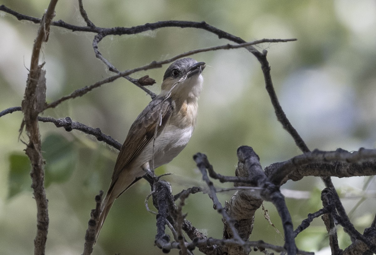 Rose-throated Becard - ML646492864