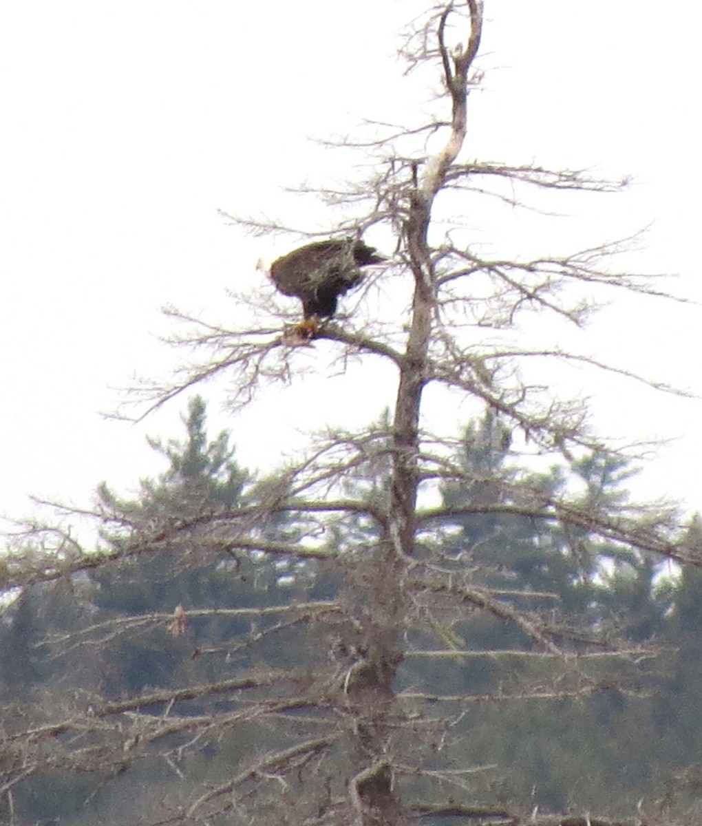 Bald Eagle - ML646492865