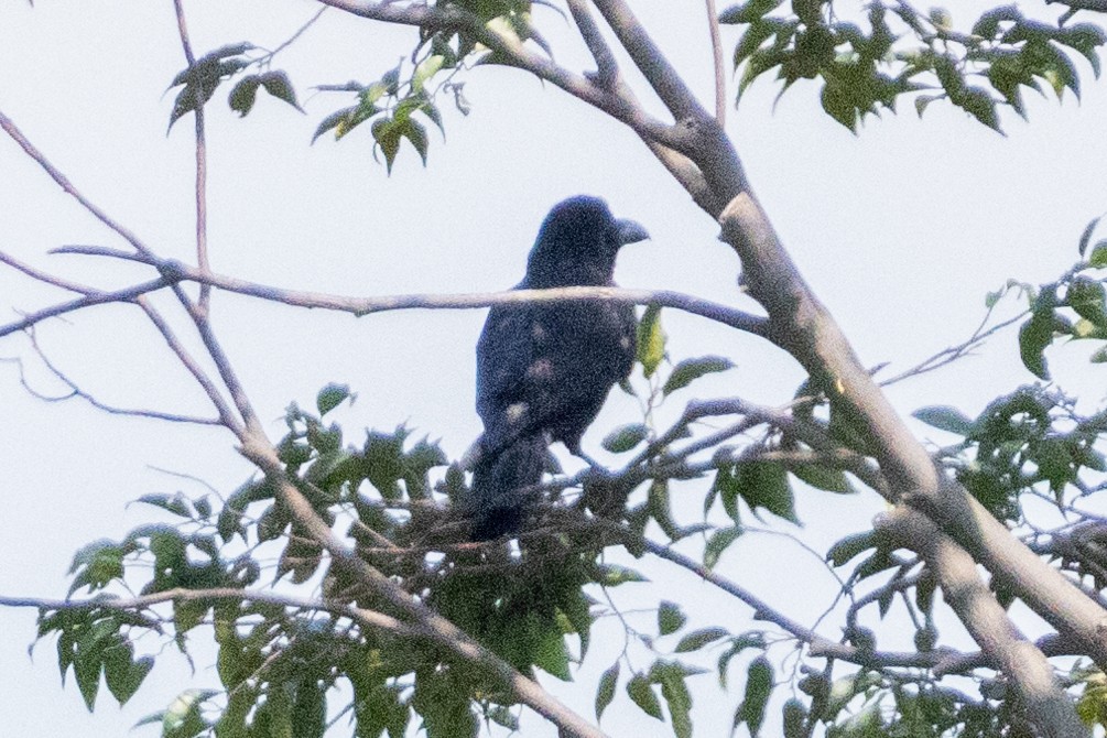 Large-billed Crow - ML646492866