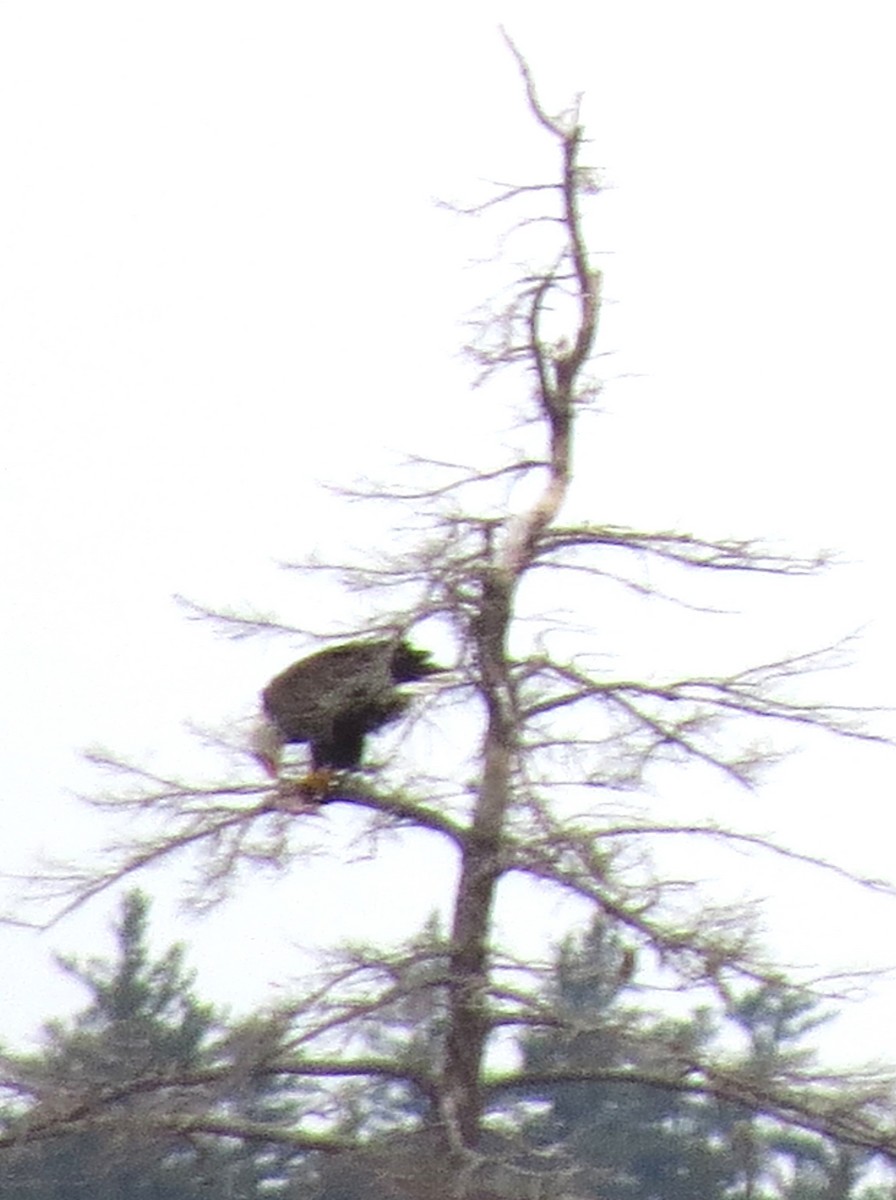 Bald Eagle - ML646492867
