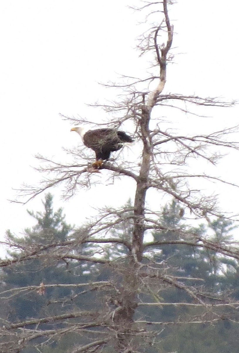 Bald Eagle - ML646492870