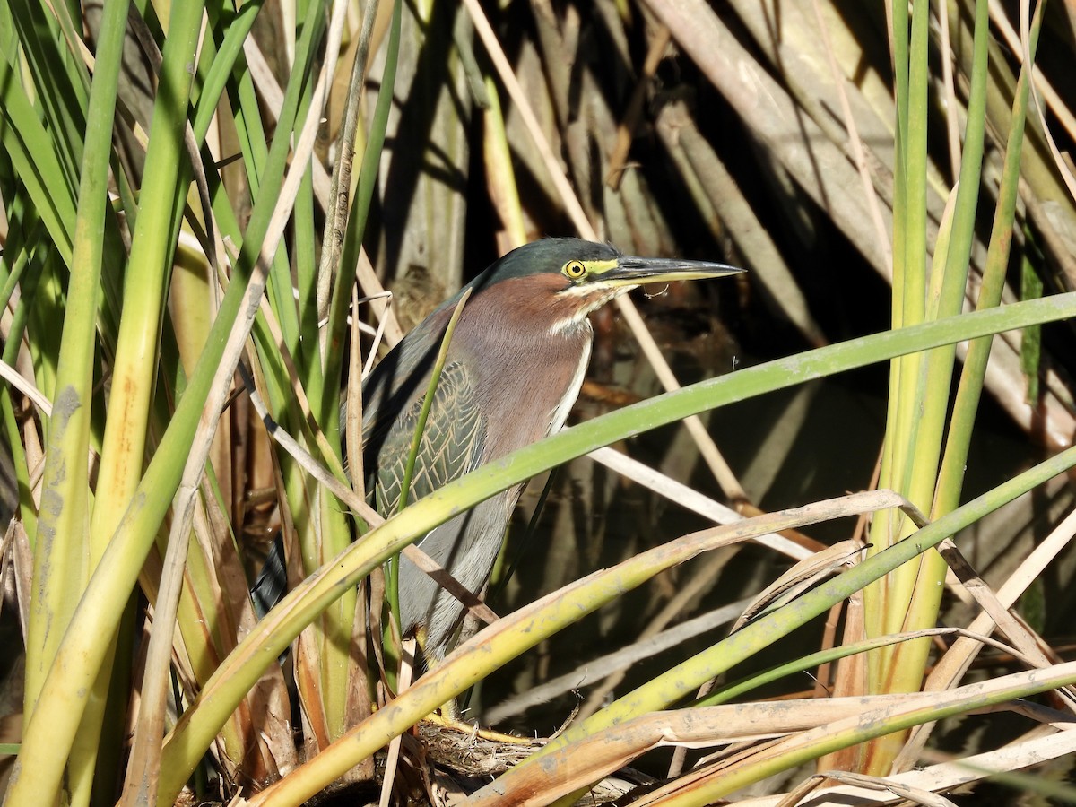 Green Heron - ML646492871