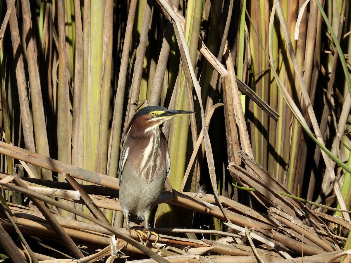 Green Heron - ML646492872