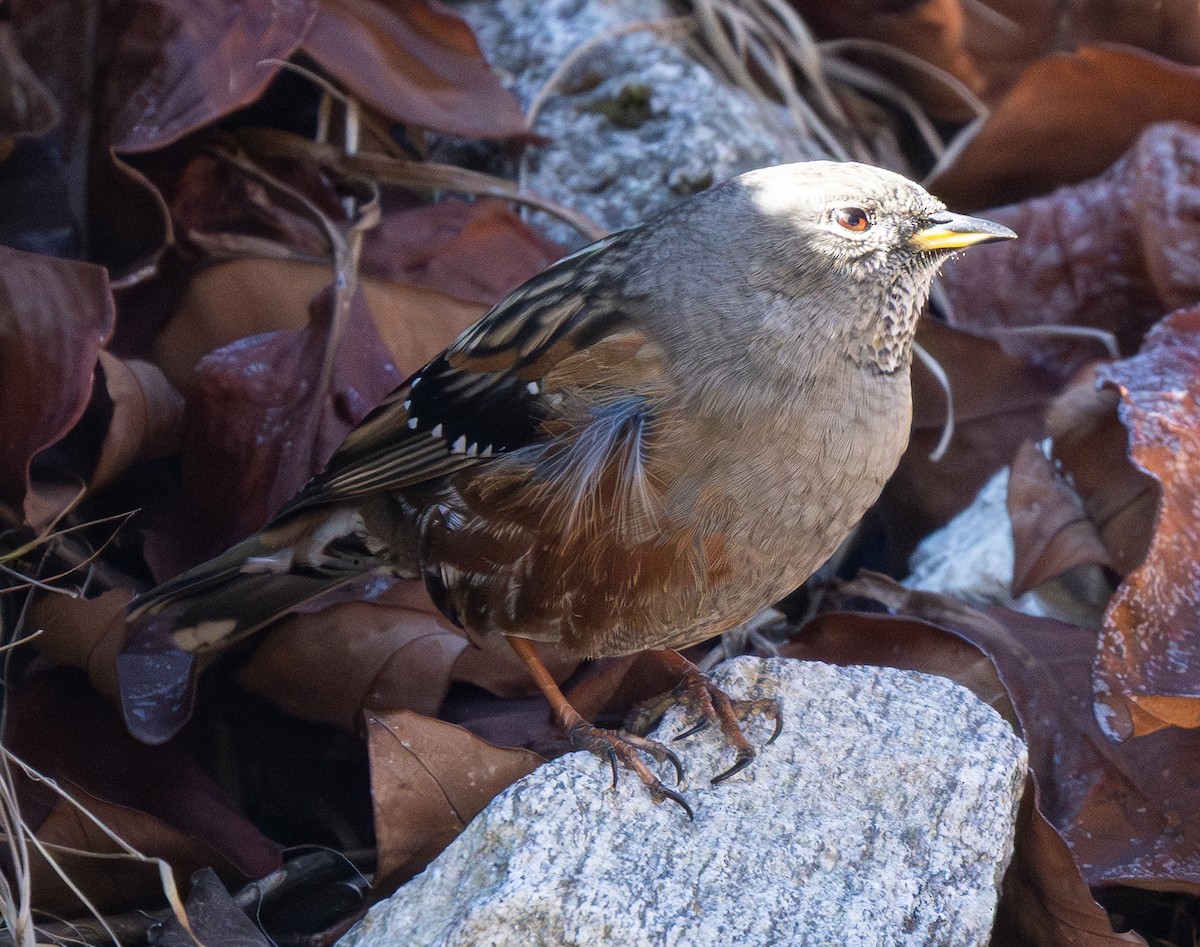 Alpine Accentor - ML646492873