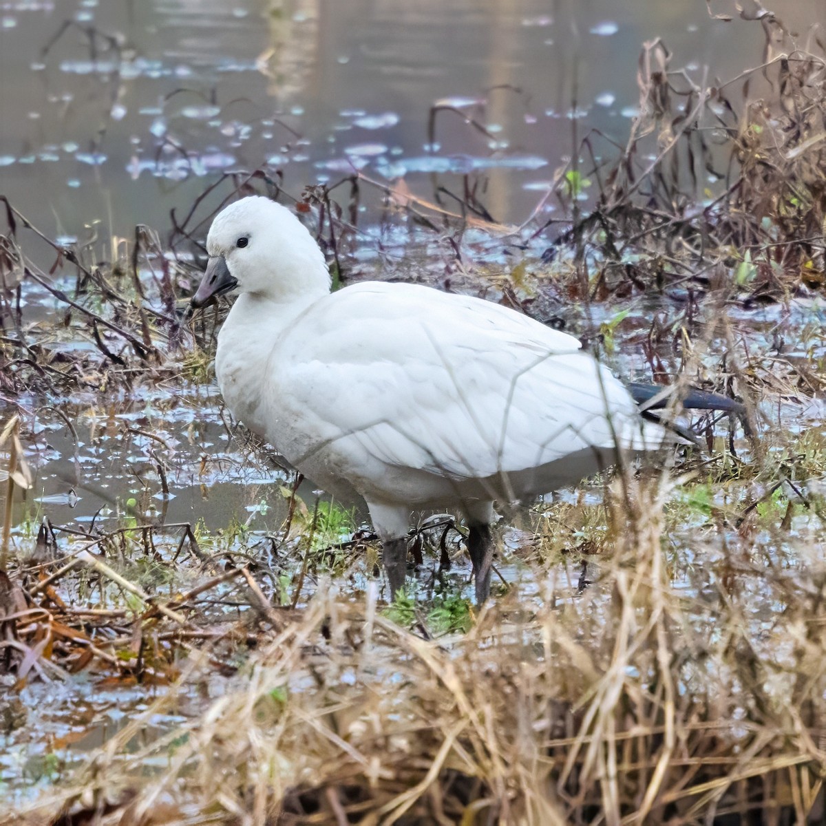 Ross's Goose - ML646492874