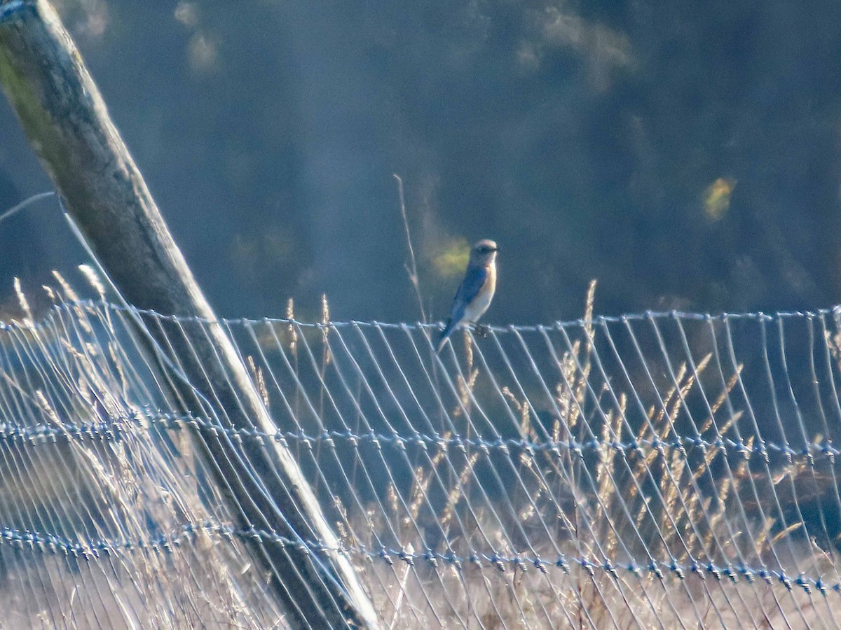 Western Bluebird - ML646492875
