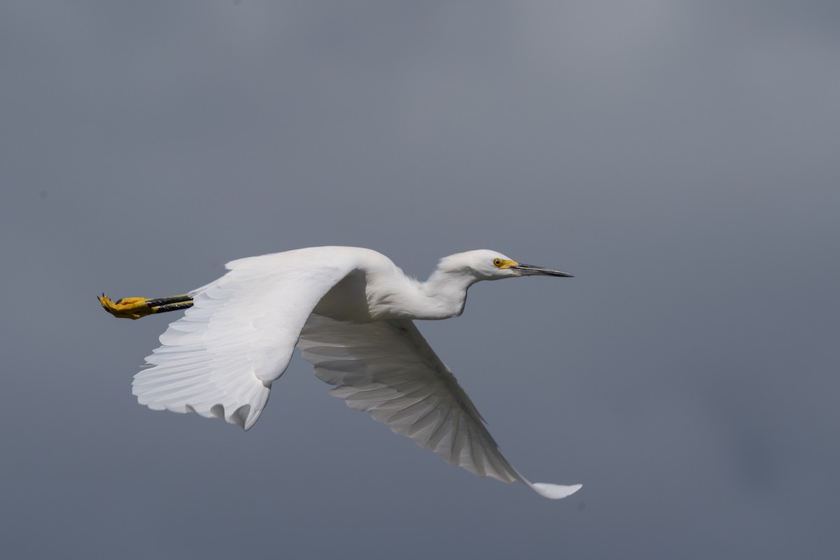 ユキコサギ - ML646492877