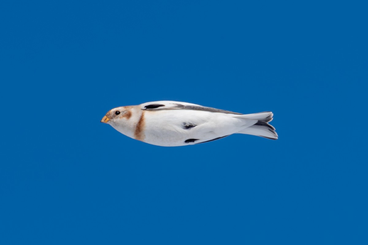 Snow Bunting - ML646492879