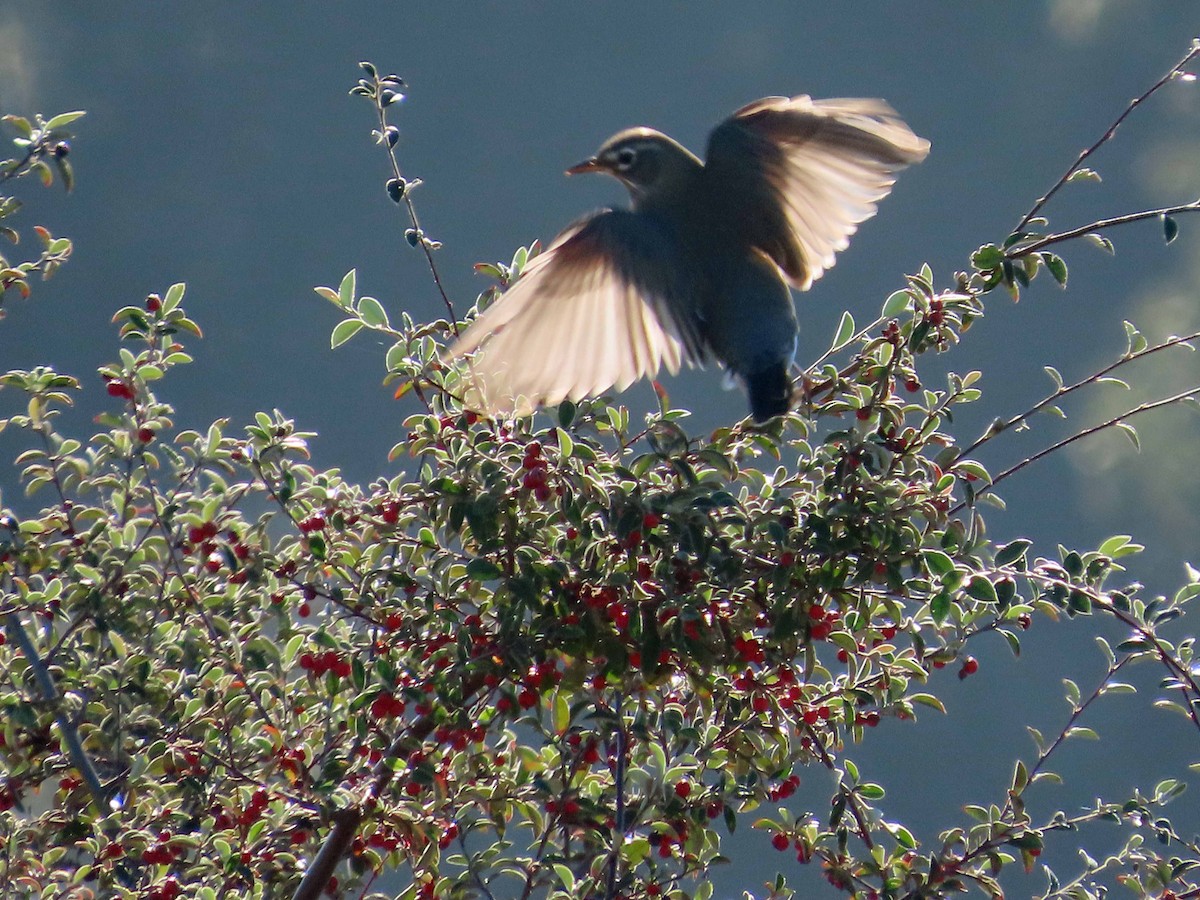 American Robin - ML646492880
