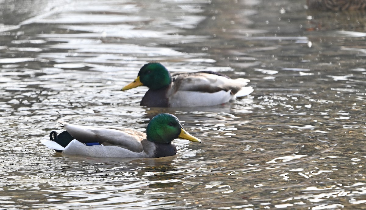 Mallard - ML646492881