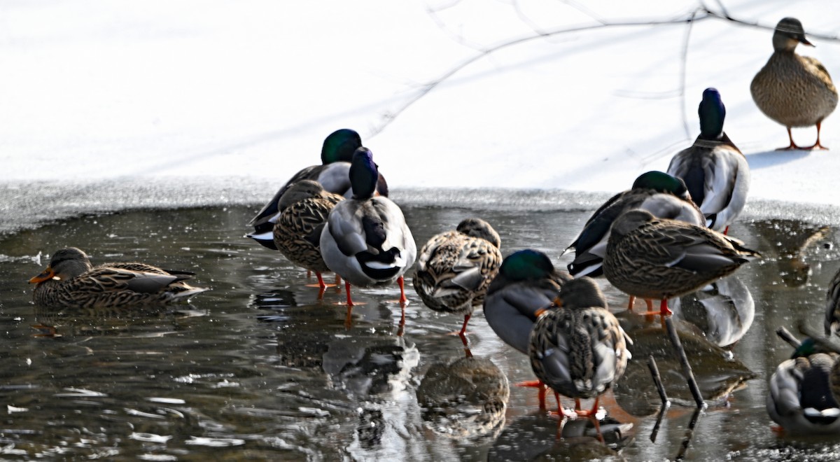 Mallard - ML646492882