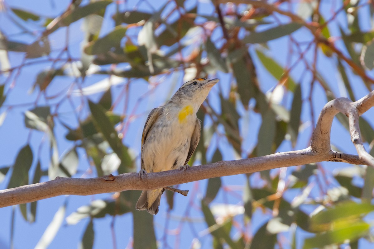 Red-browed Pardalote - ML646492883