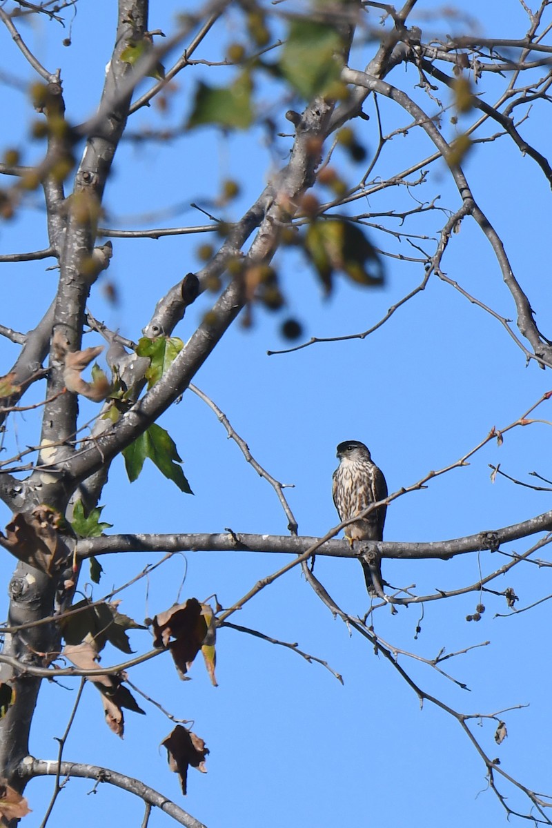 dřemlík tundrový - ML646492884