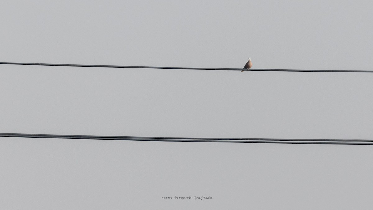 Red Collared-Dove - ML646492885