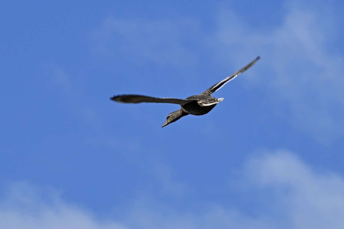 マガモ - ML646492886