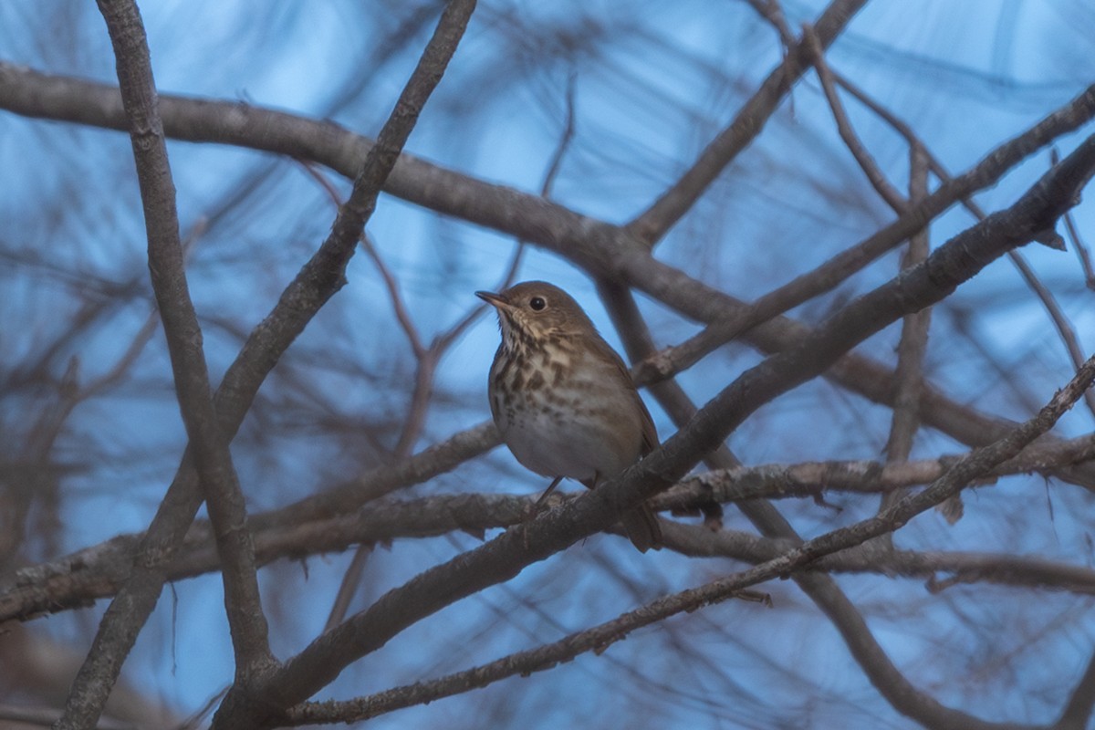 Hermit Thrush - ML646492887