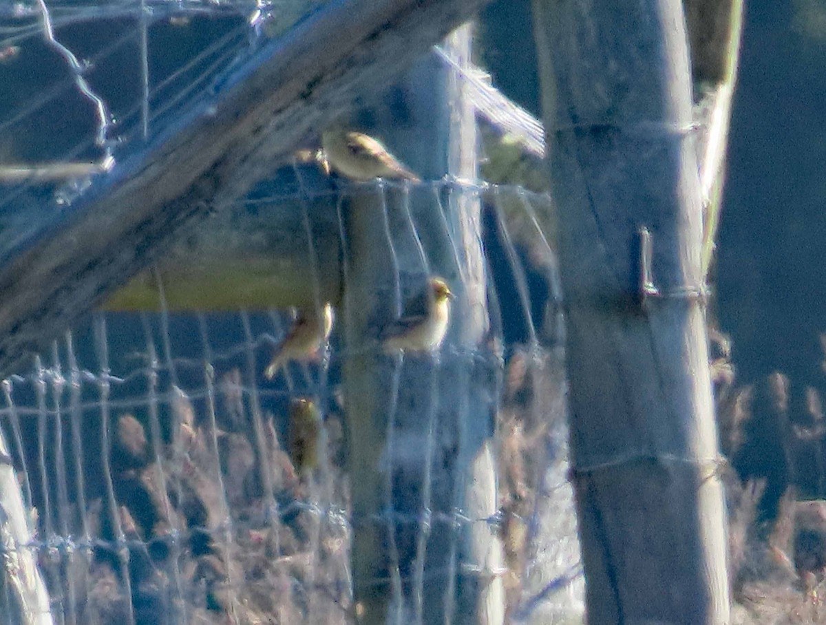 American Goldfinch - ML646492891