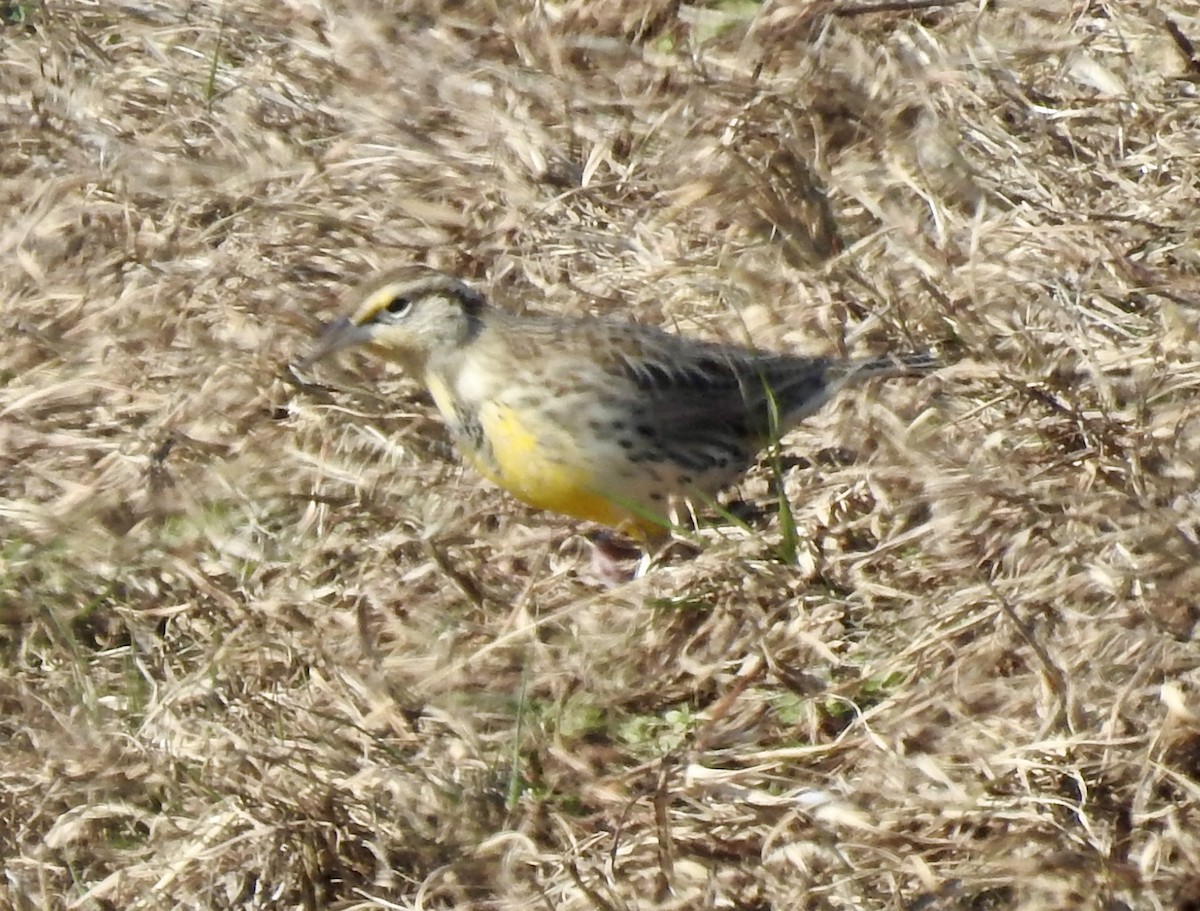 ニシマキバドリ - ML646492893