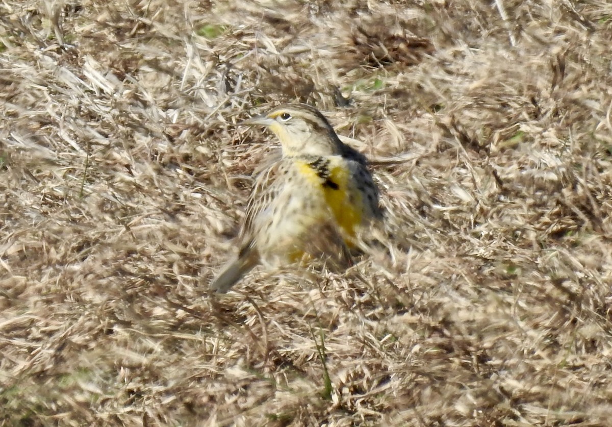 ニシマキバドリ - ML646492894