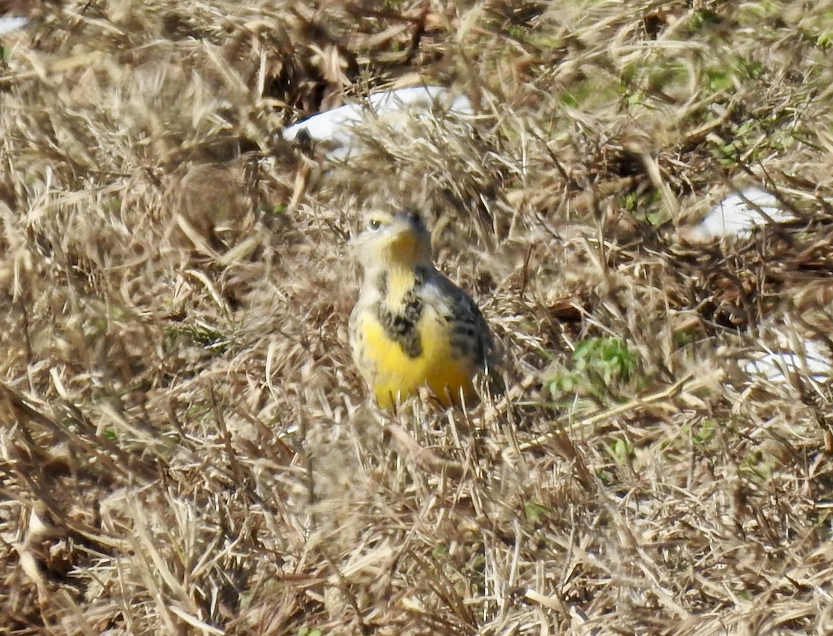 ニシマキバドリ - ML646492895