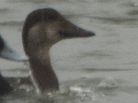 Американская синьга - ML646492896