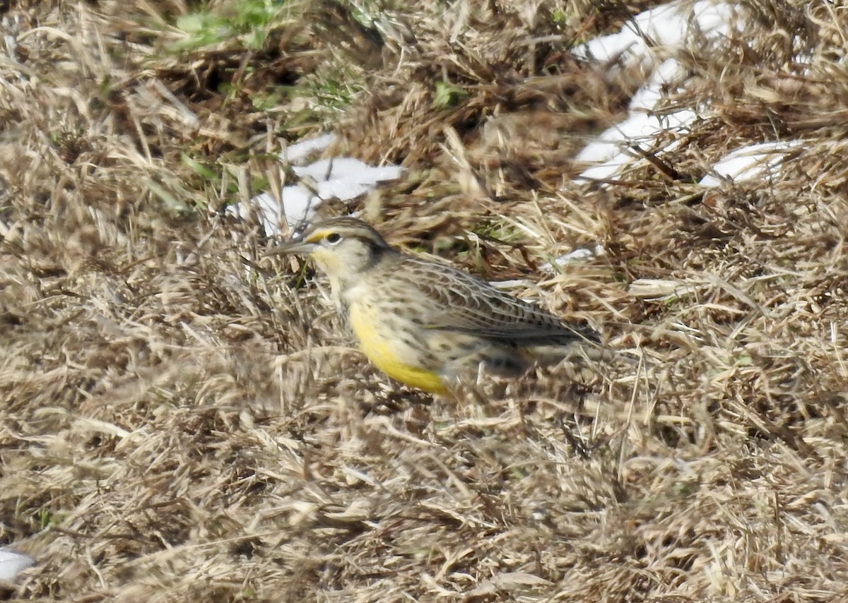 ニシマキバドリ - ML646492897