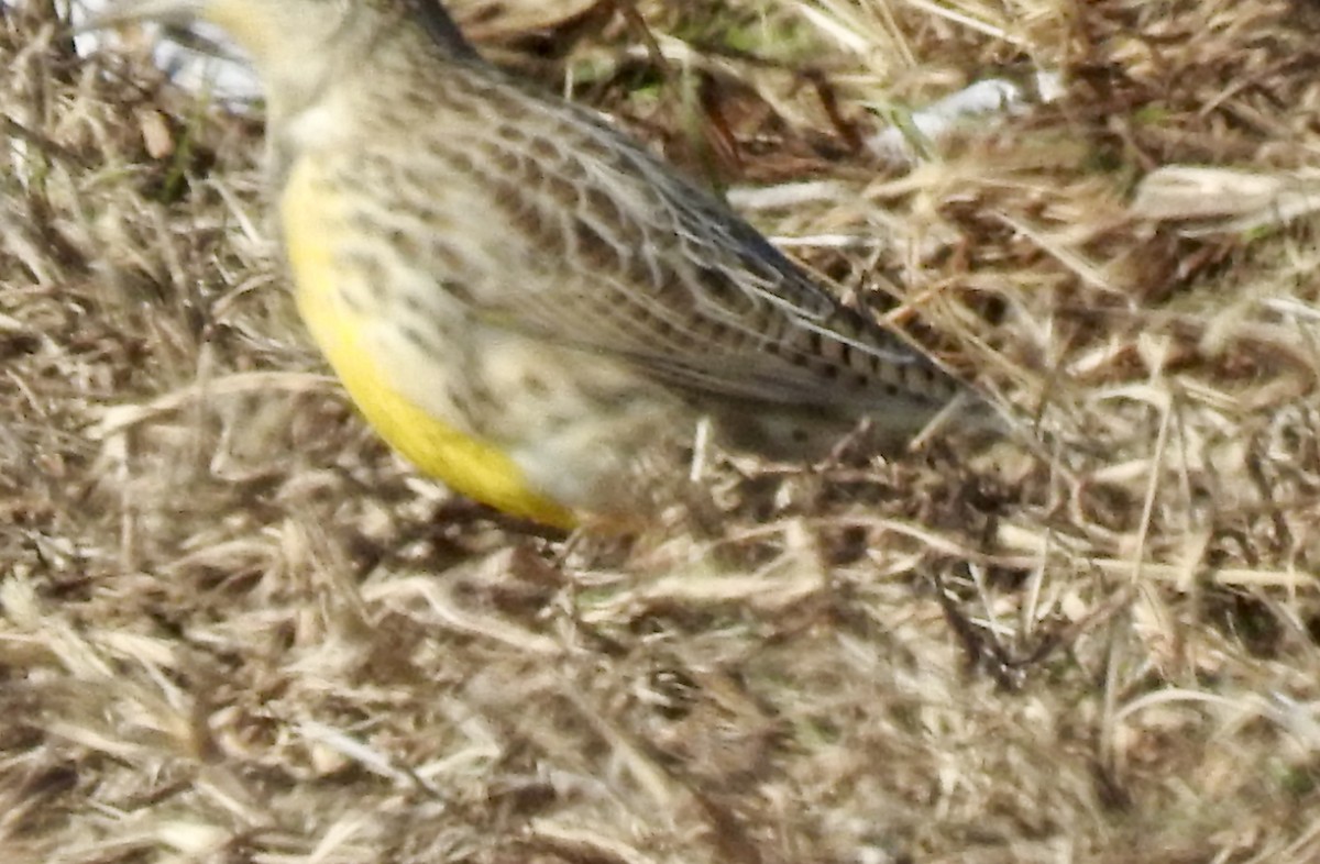 ニシマキバドリ - ML646492898