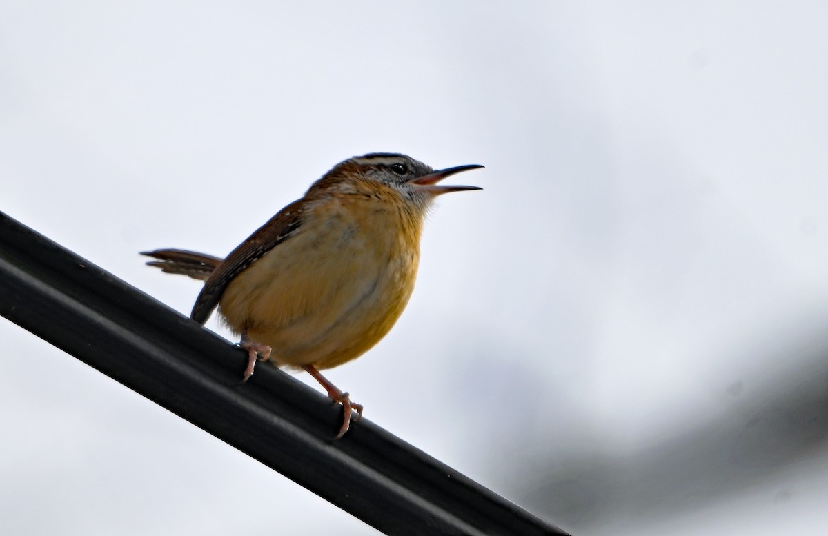 Carolina Wren - ML646492901