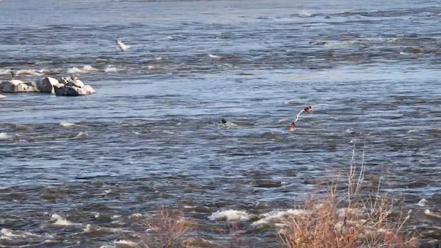 Каменушка - ML646492902