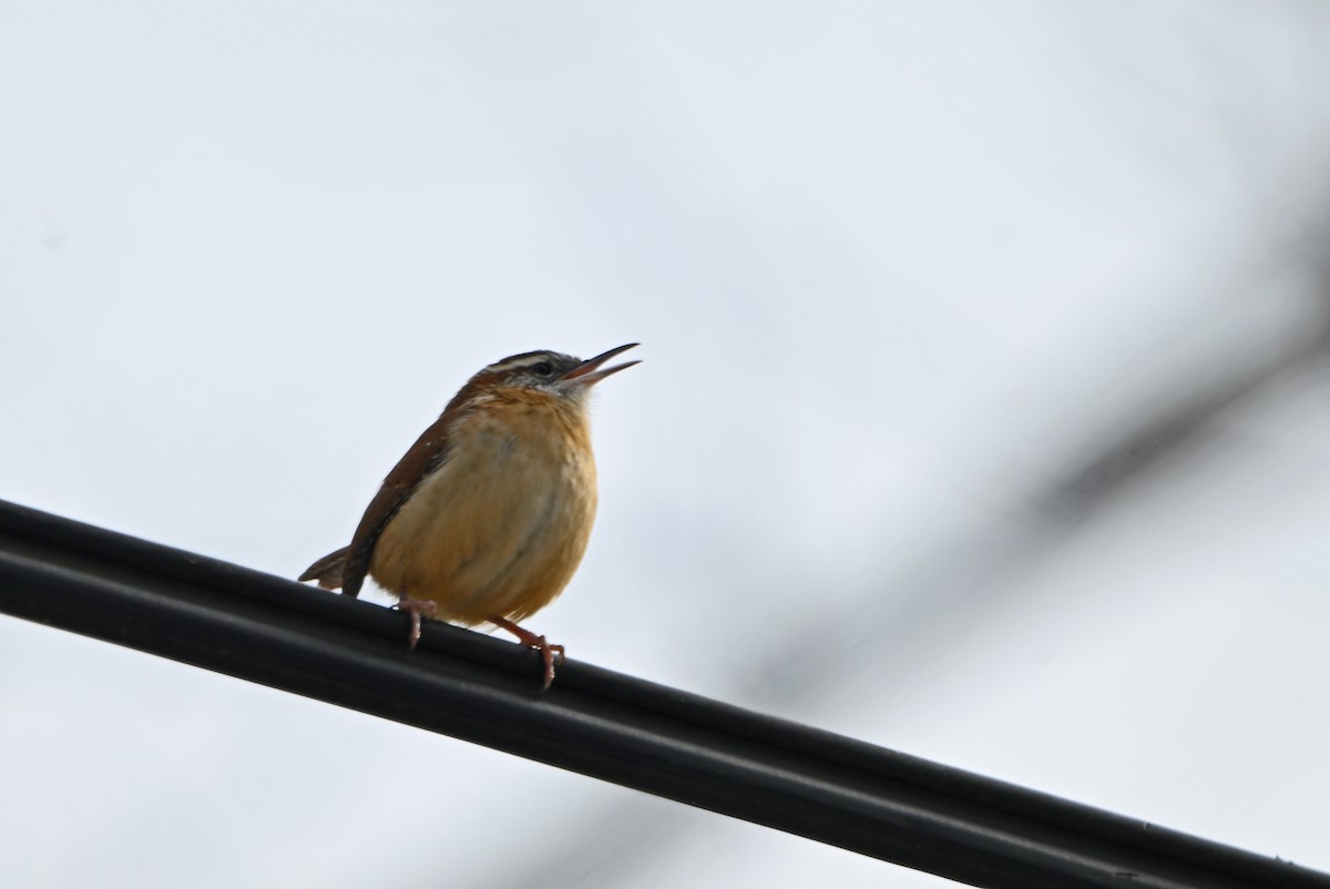 Carolina Wren - ML646492903