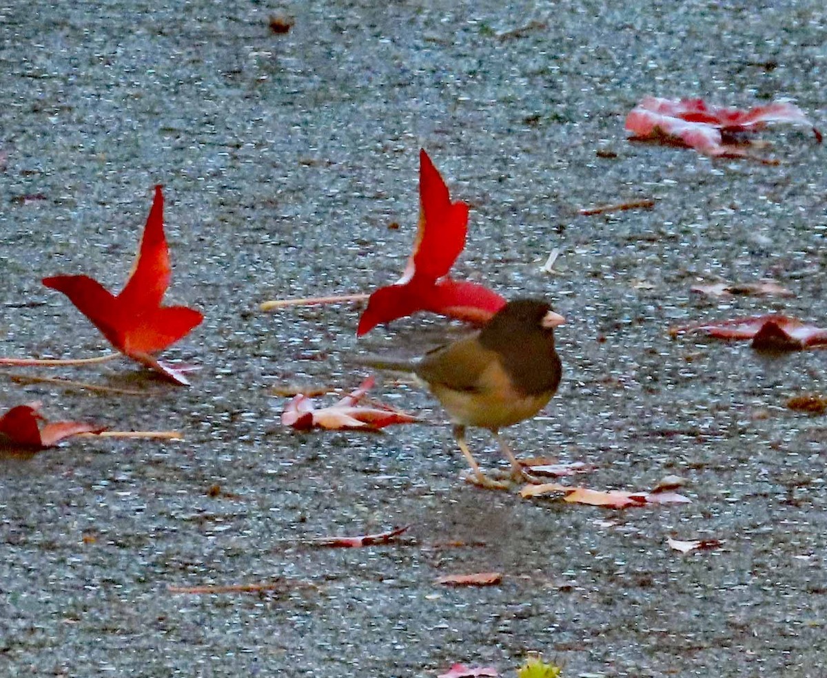 Dark-eyed Junco - ML646492906