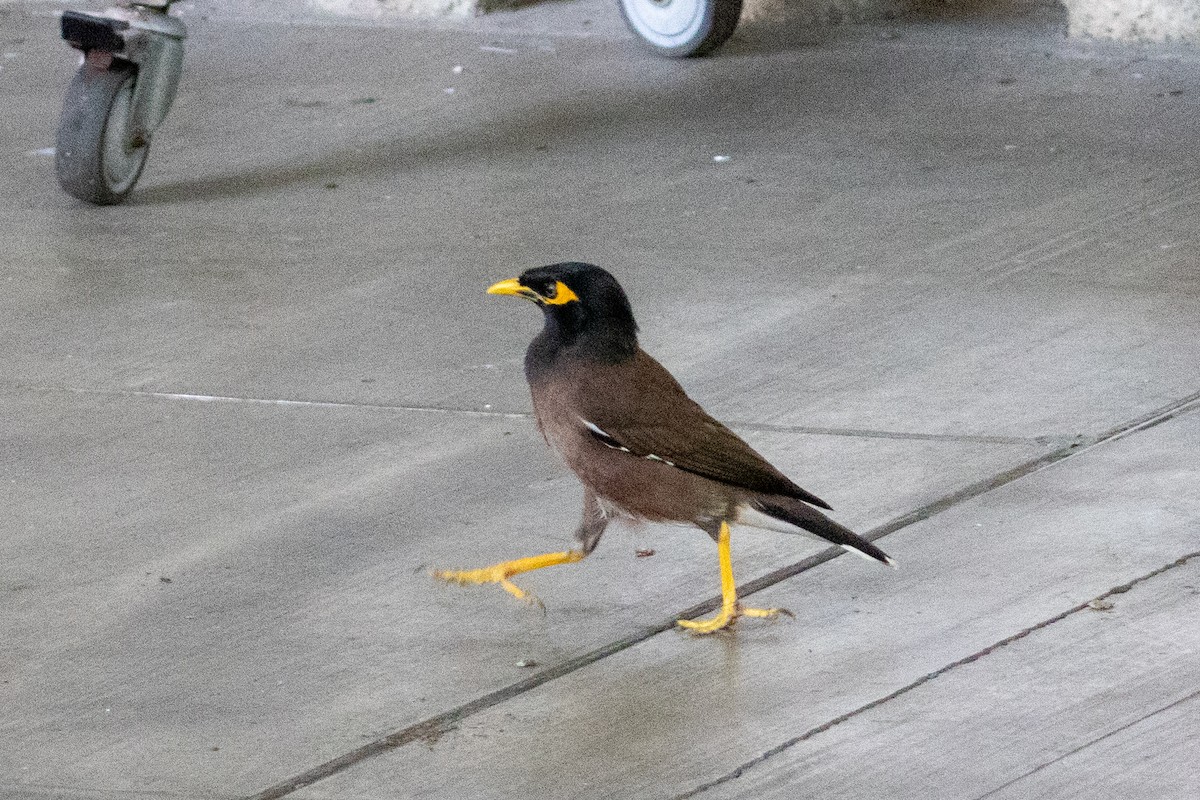 מיינה מצויה - ML646492907