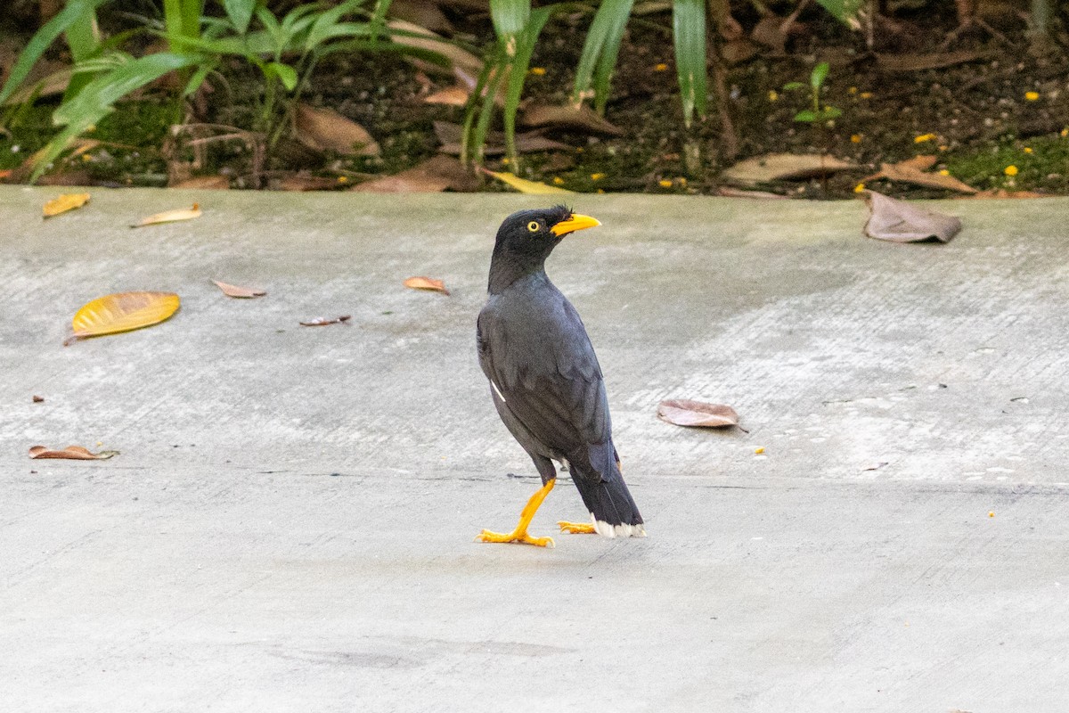 Javan Myna - ML646492911