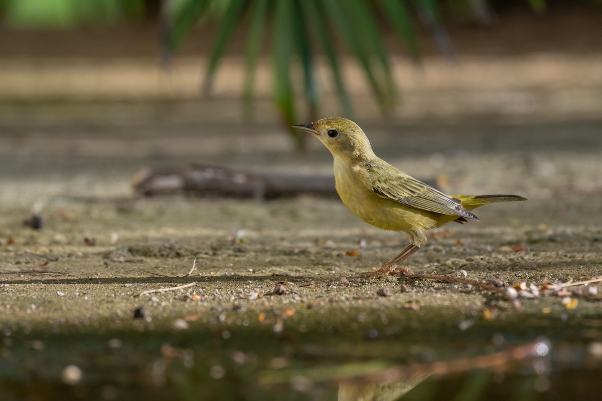 Northern Yellow Warbler - ML646492912