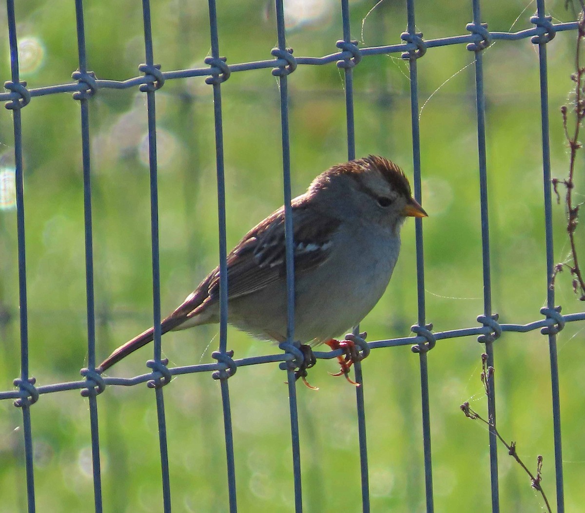 White-crowned Sparrow - ML646492913