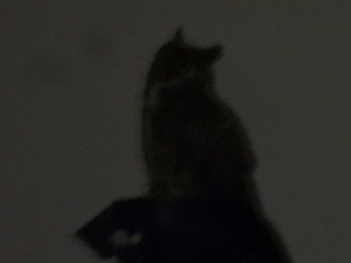 Great Horned Owl - ML646492917