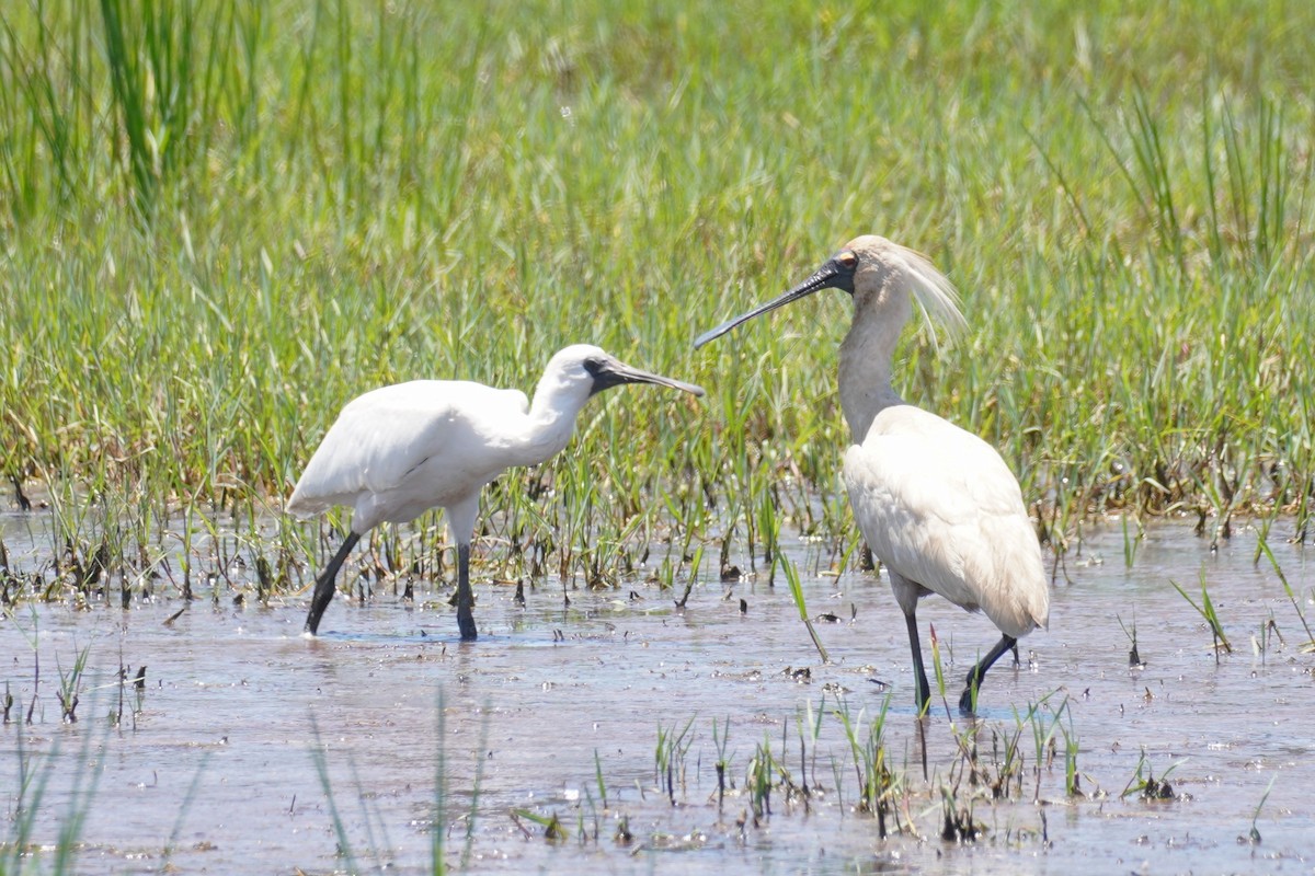 Royal Spoonbill - ML646492919