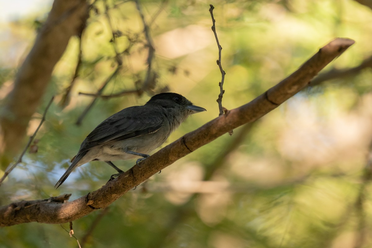 バラノドカザリドリモドキ - ML646492921