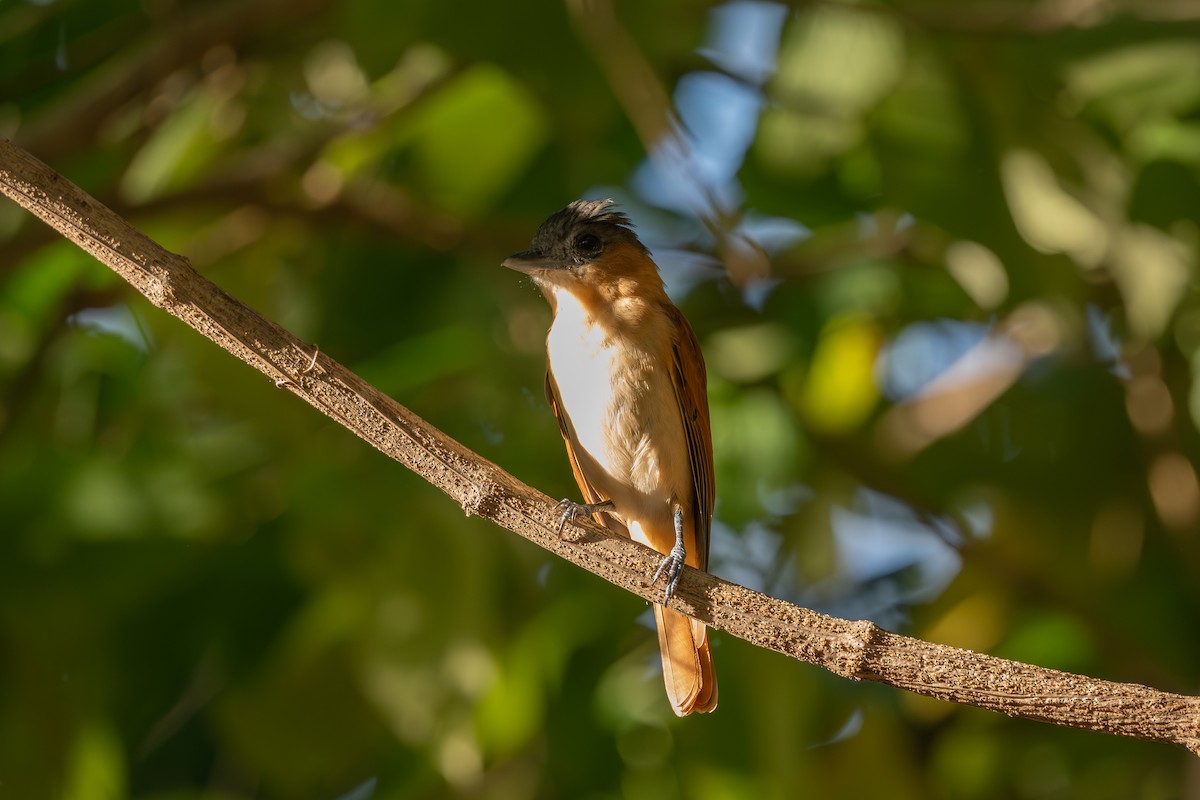 バラノドカザリドリモドキ - ML646492922