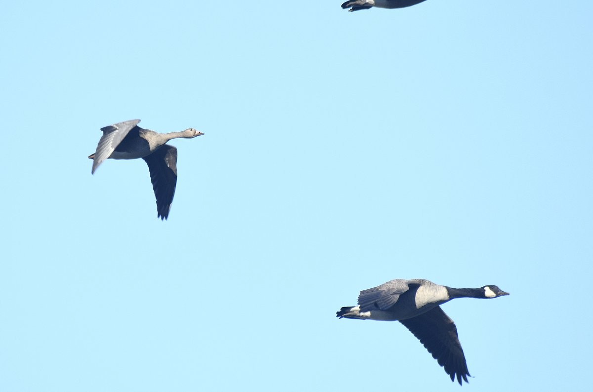 אווז לבן-מצח - ML646492923