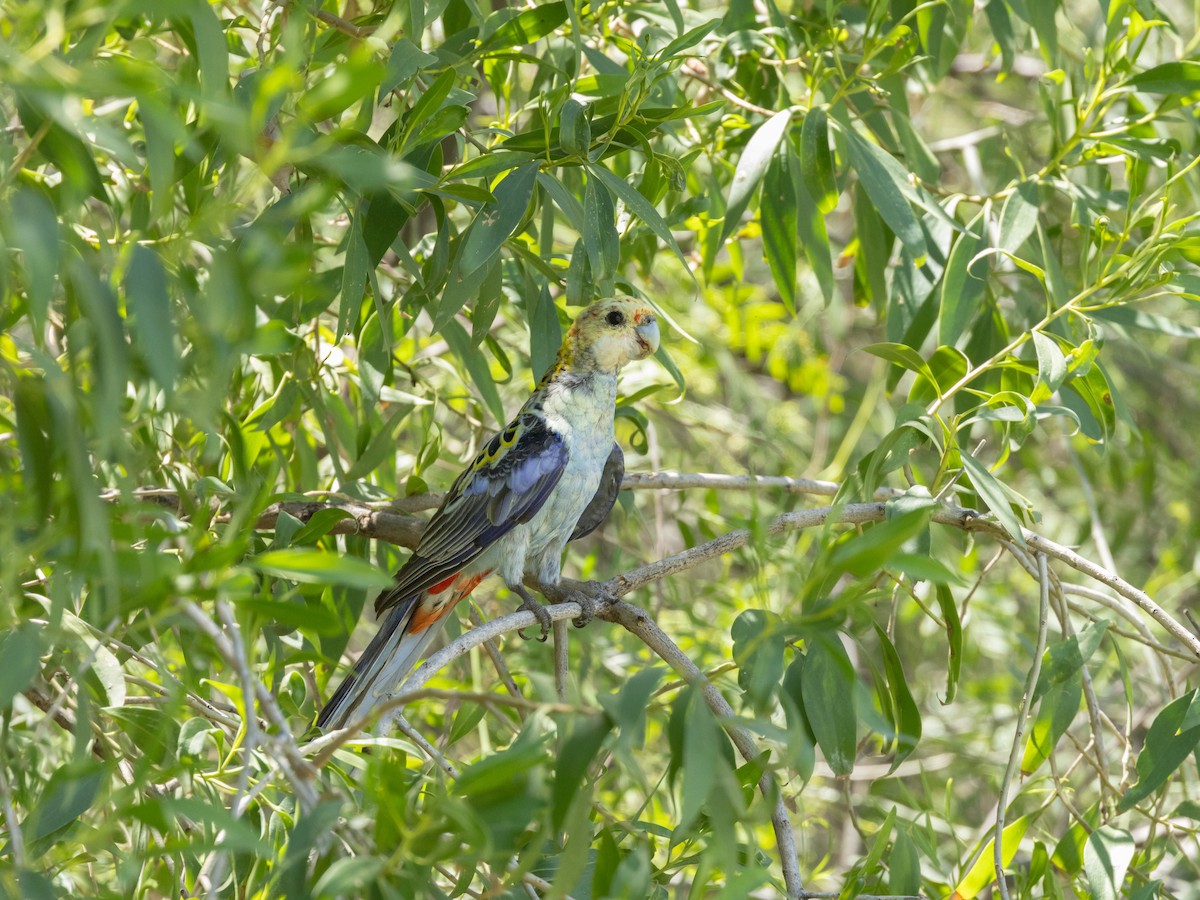 Solgun Rozella - ML646492924