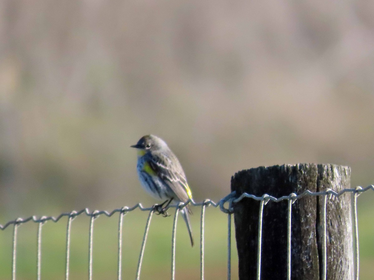 Yellow-rumped Warbler - ML646492925