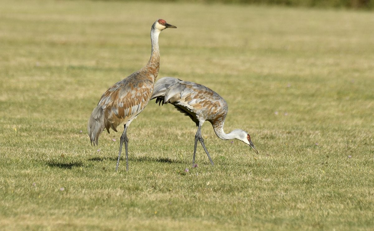 עגור קנדי - ML646492926