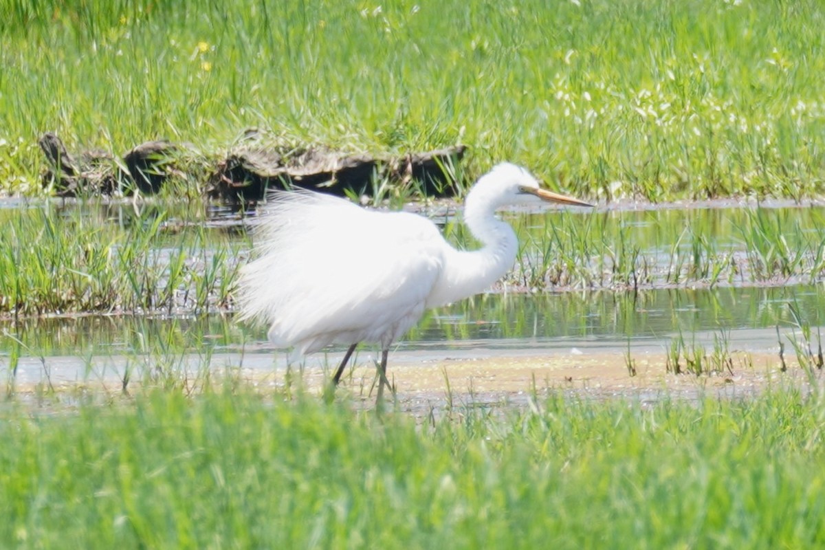Great Egret (modesta) - ML646492929