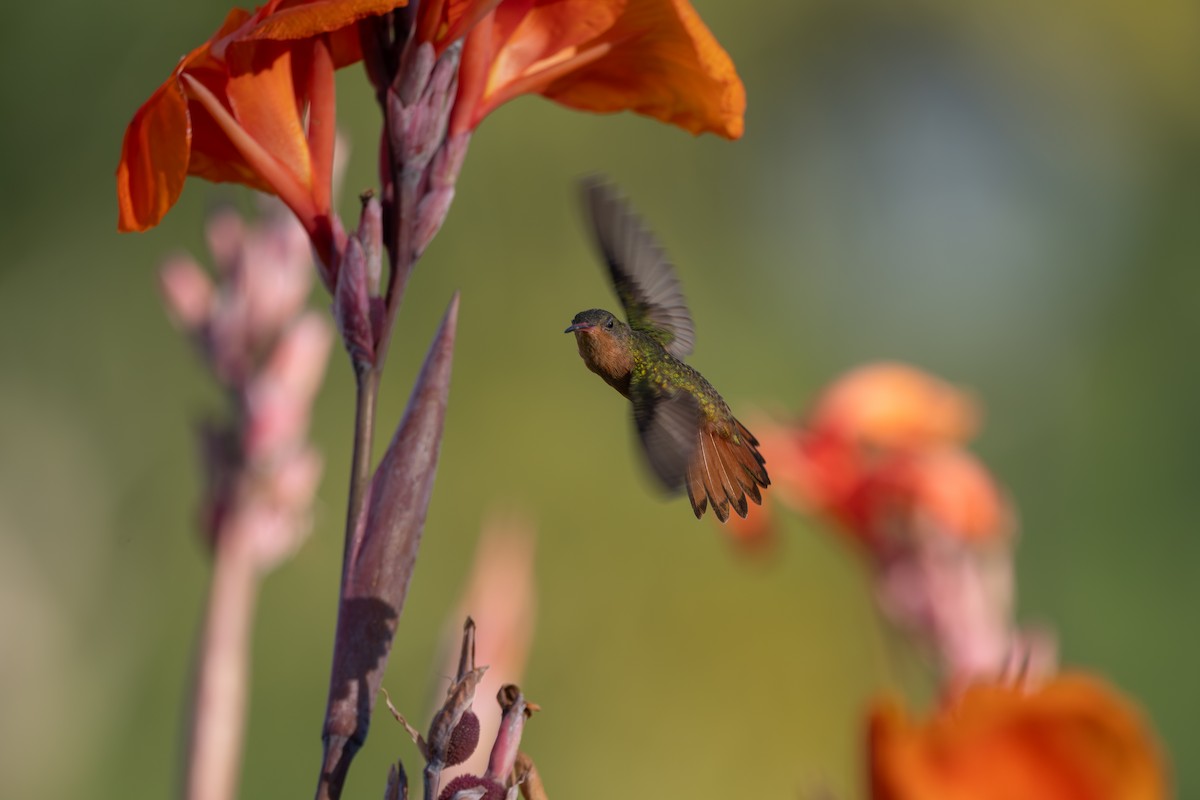 ニッケイハチドリ - ML646492932