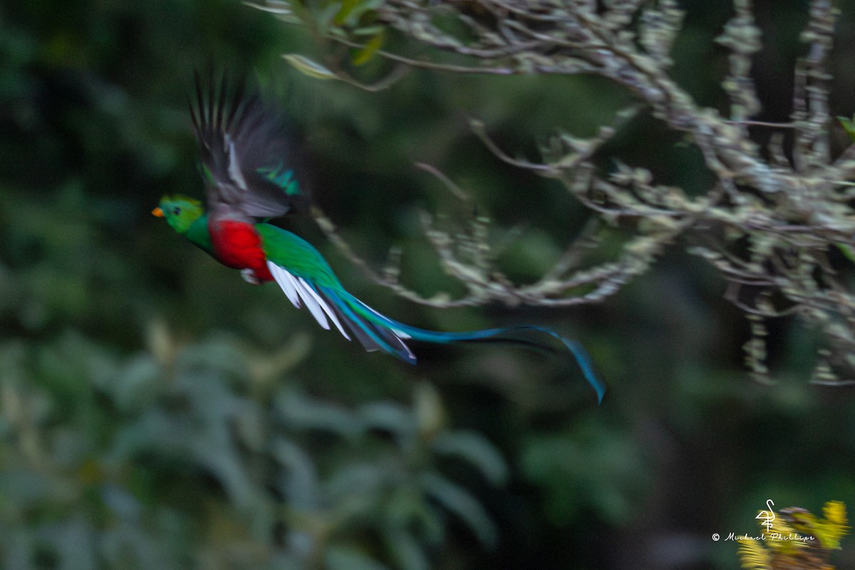 Resplendent Quetzal (Costa Rican) - ML646492938