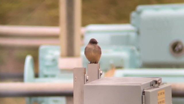 Рыжебрюхий фиби - ML646492939