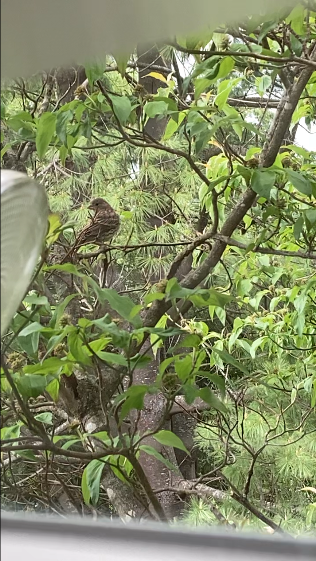 メキシコマシコ（mexicanus グループ） - ML646492942