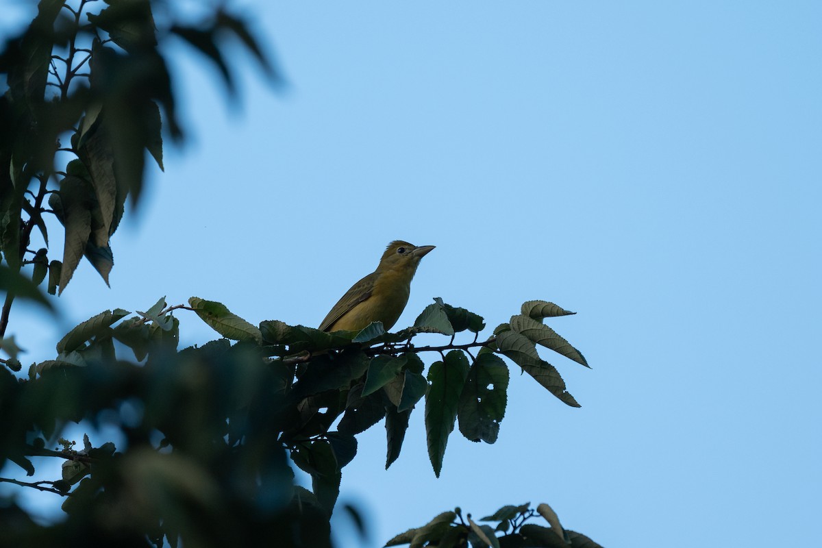 ナツフウキンチョウ - ML646492943