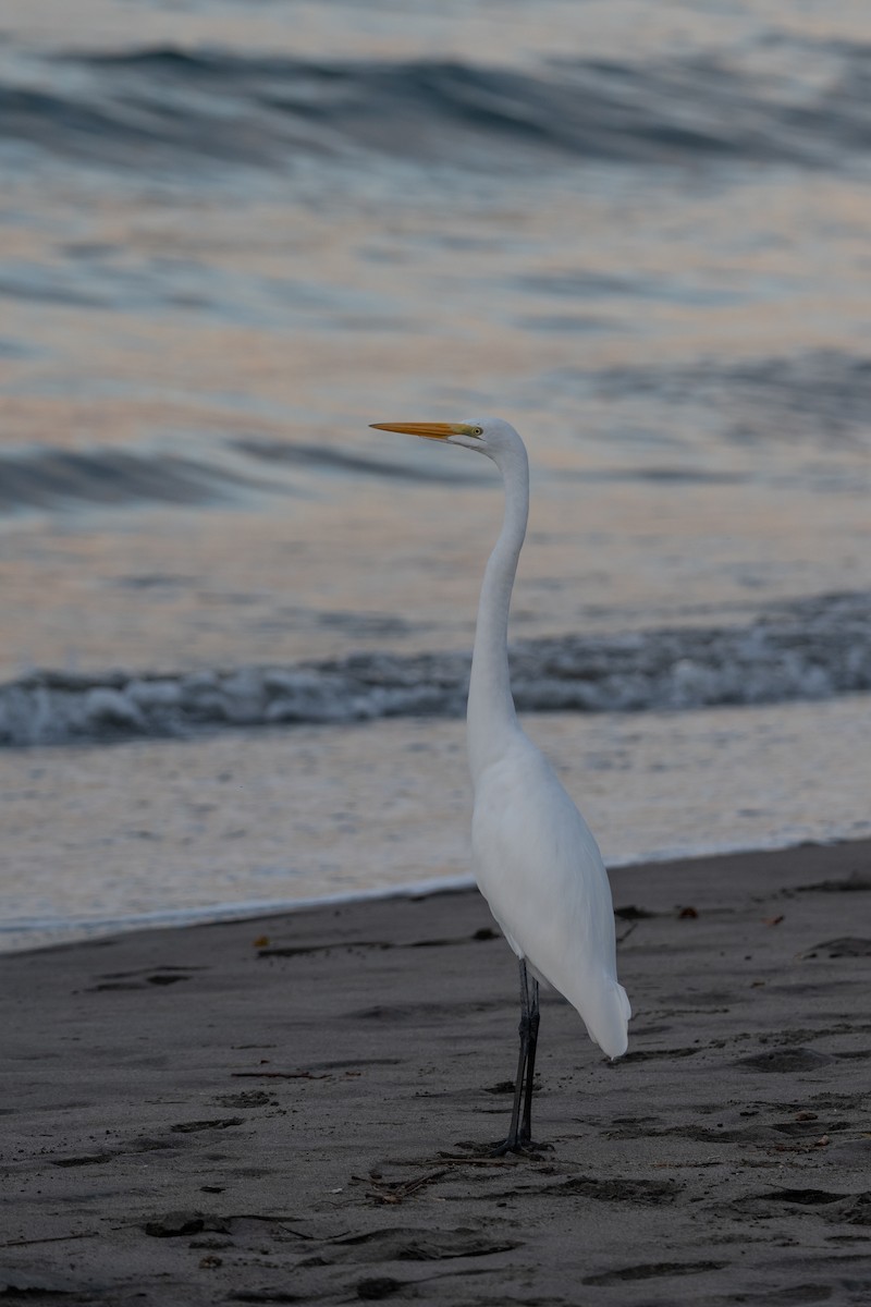 ダイサギ - ML646492946